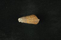 藏品(網蜷)的圖片